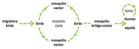 Factsheet about West Nile virus infection Antimicrobial Resistance, West Nile Virus, Respiratory Diseases, Disease Prevention, Pest Control, Birds, Horses