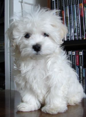 I'm not normally one to want a little fluffy dog... but I'll make an exception for this little angel face. Teacup Maltipoo, White Dog, White