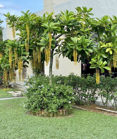 Golden chain flower tree flourishing in the sun Golden Chain Tree, Flower Tree, Golden Chain, Flowering Trees, Beautiful Gardens, Landscaping, The Sun, Sun, Chain