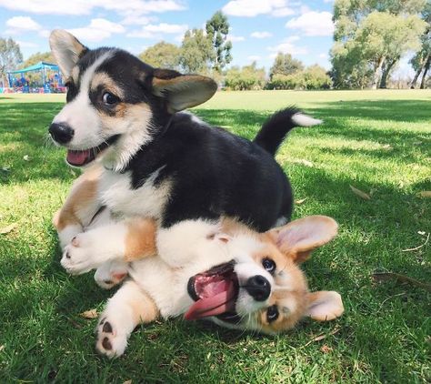 Cooper Had A Play Date With His Brother Chester Today Cute Corgi Puppy, Friday Mood, Dogs Playing, Corgi Puppies, Puppy Day, Corgi Dogs, Corgi Puppy, Cute Corgi, Pembroke Welsh Corgi