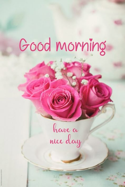 Teacup Flowers, Tout Rose, Good Morning Roses, Rose Pictures, Good Morning Picture, Morning Pictures, Morning Flowers, Good Morning Flowers, Morning Wish