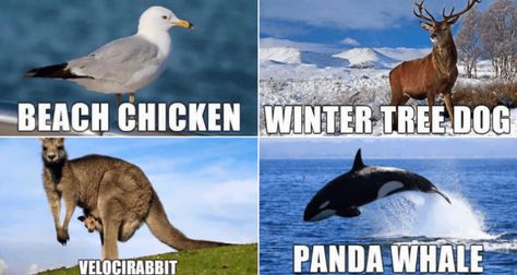 Funny Animal Names, Animal Names, 9gag Funny, Funny Names, Funny Animal Quotes, Manta Ray, Funny Animal Jokes, Funny Animal Memes, Cute Animal Videos