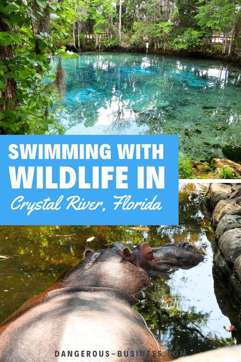 Hippo and Natural Springs. With Text Reading: 5 Fun Things to Do in Crystal River, Florida. Crystal Springs Florida, Swimming With Manatees, Crystal River Florida, Manatee Florida, Florida Travel Guide, Places In Florida, Nature And Wildlife, Manatees, Crystal River