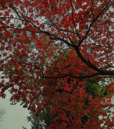 #autumn #Red #tree #vibes Red Trees Aesthetic, Red Fall Aesthetic, Key Signatures, Red Autumn, Autumn Tree, Red Fall, Red Tree, Red Leaves, Autumn Aesthetic