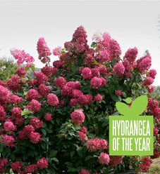 Plant Search | Proven Winners Hardy Hydrangea, Hydrangea Seeds, Hydrangea Shrub, Hydrangea Arborescens, Panicle Hydrangea, Limelight Hydrangea, Flower Pot Design, Growing Hydrangeas, Companion Plants