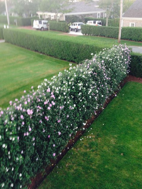 My friend's yard.  Gorgeous hedge of Rose Of Sharon, on Nantucket Rose Of Sharon Privacy Hedge, Rose Of Sharon Hedge Fence, Fedge Hedge, Rose Hedge Front Yards, Front Yard Hedge Fence, Rose Of Sharon Landscape Ideas, Rose Of Sharon Hedge, Outdoor House Ideas, Backyard Hedge