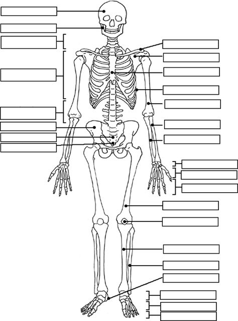 Label the Skeleton Skeleton Biology Drawing, Appendicular Skeleton Labeling, Anatomy Bones Studying, Skeleton Worksheet, Skeleton Labeled, Background Skeleton, Skeleton Diagram, Appendicular Skeleton, Anatomi Dan Fisiologi