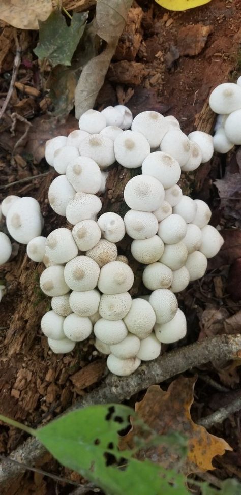 Edible Puffball Mushrooms: Lycoperdon pyreform & perlatum – NowIveSeenEverything Giant Puffball Mushroom, Puffball Mushroom, Under Appreciated, Florida Baby, Mushroom Identification, Game Map, Native Foods, Slime Mould, Edible Mushrooms