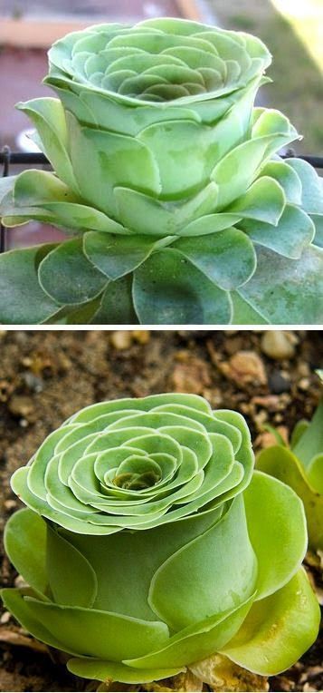 Succulent Gardening, Unusual Plants, Succulent Garden, Cactus Y Suculentas, Flowers Garden, Cactus And Succulents, Succulent Plant, Downton Abbey, Succulents Garden