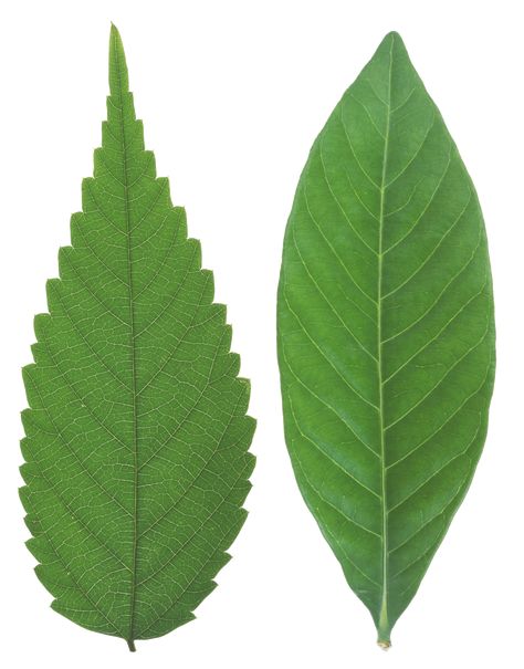 Tree Leaf Identification, Leaf Identification, Leaf Png, Free Download Pictures, Tree Id, Tree Identification, Crabapple Tree, Leaf Images, Leaf Texture