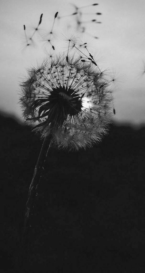 Dandelion Wallpaper, A Dandelion, Vintage Flowers Wallpaper, Wallpaper Flower, Wallpaper Nature Flowers, Phone Wallpaper For Men, Black And White Wallpaper, Cute Wallpaper For Phone, Black And White Aesthetic