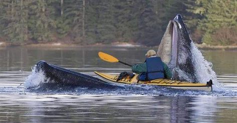 The Kayak and the Whale Mark Tennant, One In A Billion, Sitka Alaska, Wow Photo, End Of The Road, A Whale, The Whale, Narwhal, Kayak Fishing