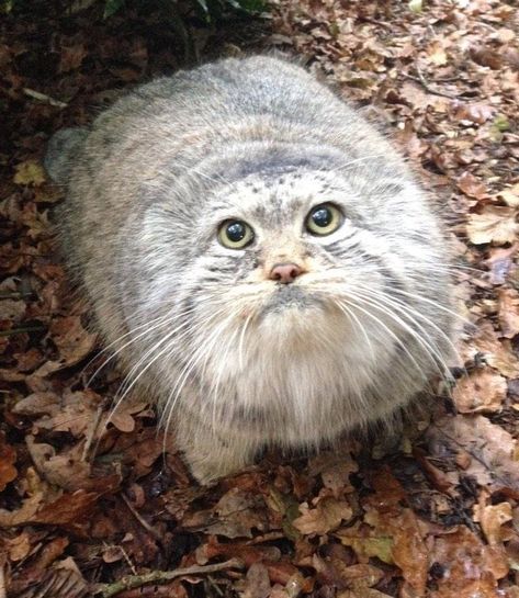 Manul Cat, Pallas Cat, Small Wild Cats, Pallas's Cat, Ugly Cat, Cat Emoji, Raccoon Funny, Cat Character, Pretty Animals