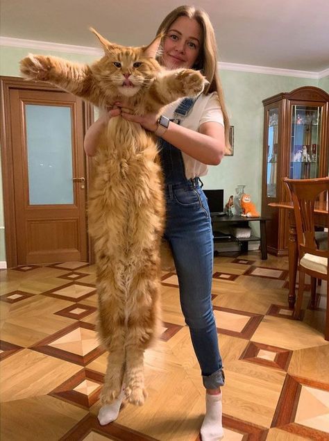 Huge Cat, Long Cat, Söt Katt, Image Chat, Cute Cats Photos, Cat Facts, Cat Aesthetic, Cute Kittens, Cute Cats And Dogs