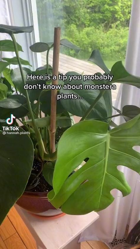 Pathos Propagation, Household Plants, Plant Care Houseplant, Plant Hacks, Inside Plants, Growing Plants Indoors, Indoor Plant Care, Monstera Plant, House Plants Decor