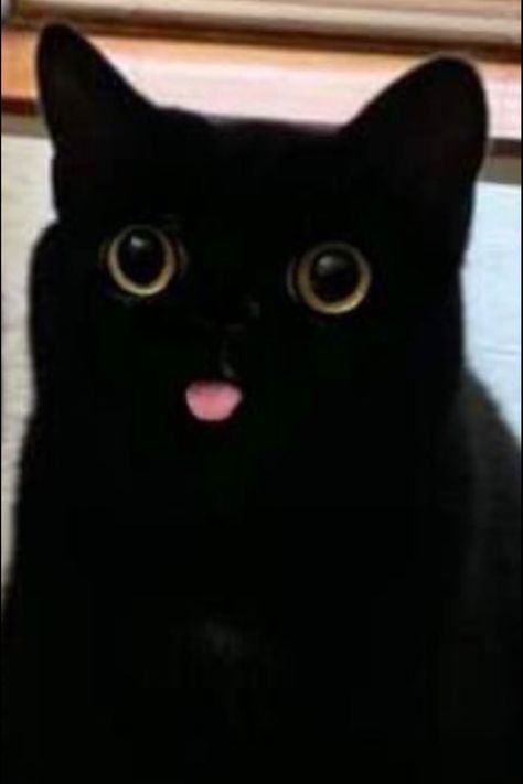 Black Cat Meme, Cute Black Cat, Cute Animal Pfp, Funny Looking Cats, Cute Small Animals, Cute Cats Photos, Cute Black Cats, Silly Cats Pictures, Funny Cute Cats