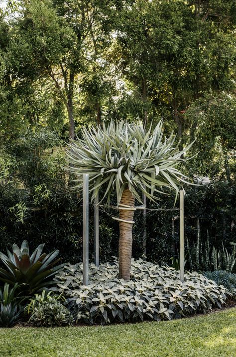 Agave Blue Glow, Water Wise Landscaping, Tropical Garden Design, Dragon Tree, Specimen Trees, Landscape Construction, Coastal Gardens, Landscape Architecture Design, Garden Guide