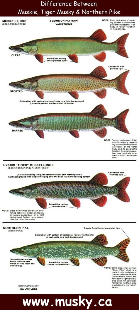 Is it a musky or a northern? Pike Fishing Tips, Musky Fishing, Northern Pike, Trout Fishing Tips, Bass Fishing Tips, Pike Fishing, Fishing Knots, Types Of Fish, Freshwater Fishing