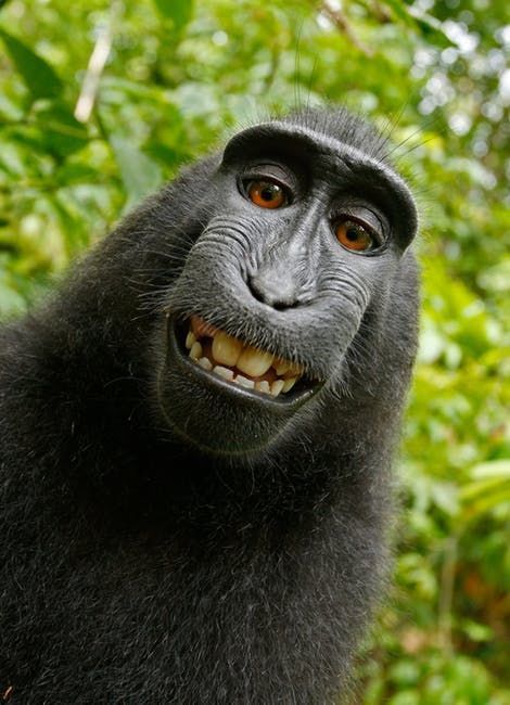 Smiling Black Chimpanzee Pictures, Photos, and Images for Facebook, Tumblr, Pinterest, and Twitter Macaque Monkey, Gorilla Gorilla, Military Quotes, A Monkey, Monkeys Funny, Primates, Sweet Animals, Animal Photo, 귀여운 동물