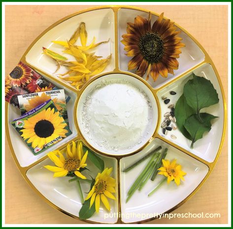 Playdough and sunflower seeds, stems, leaves and flowers.   #natureplay #playdough #sunflowertheme #sunflowerscience Sunflower Activities, October Preschool Themes, October Preschool, Sunflower Printable, Early Childhood Education Activities, Sunflower Patch, Sunflower Head, Growing Sunflowers, Sensory Games