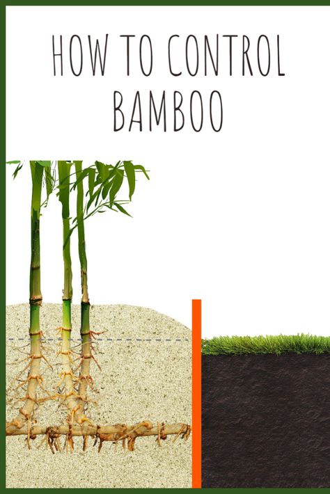 Preventing the spread of bamboo is easier than you may think. Backyard Bamboo Ideas, Growing Bamboo Outdoors, Landscaping With Bamboo, How To Get Rid Of Bamboo, Garden Bamboo Ideas, Bamboo Landscape Ideas, Bamboo Garden Landscaping, What To Do With Bamboo, Bamboo In Garden