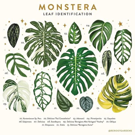 Plant Leaf Identification, Leaf Identification, Monstera Plants, Plant Magic, Plant Identification, Plant Aesthetic, Monstera Plant, Monstera Deliciosa, House Plants Indoor