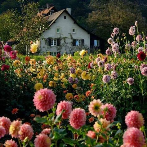 Dahlia Flower Garden, Planning Garden, Gardening Design, Gardening Landscaping, A Field Of Flowers, Landscaping Garden, Garden Idea, Party Garden, Farmhouse Garden