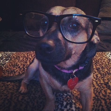 My 3 yr. old mutt Lexi being a hipster. So in love with her. #Pet #Animal #Mutt Swag Dog, Dog Swag, Hipster Dog, Dog With Glasses, 2013 Swag Era, Dog Icon, Really Cute Dogs, Silly Dogs, Smiling Dogs