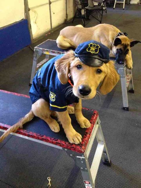 golden retriever / police Cute Dog Costumes, Soccer Predictions, Animal Groups, Lovely Creatures, Dog Halloween Costumes, Funny Outfits, Dog Costumes, Pet Costumes, Golden Retrievers