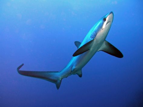 Thresher shark (possibly Alopias pelagicus). Unfortunately now listed as Vulnerable by the IUCN. Thresher Shark, Types Of Sharks, Shark Photos, Shark Pictures, Shark Family, Shark Art, Shark Fishing, Cute Shark, Shark Week