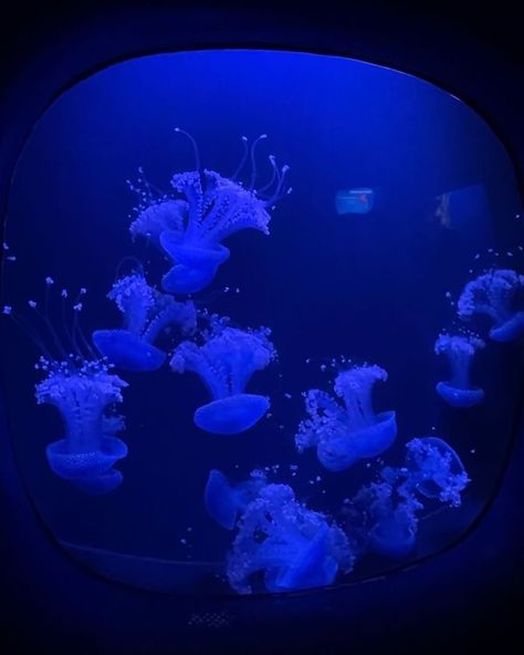 I took like zero pics of myself 😭 Aquarium Pictures, Sea Jellies, Blue Aesthetic Dark, Blue Jellyfish, Underwater Animals, Marine Animals, Ocean Creatures, Sea And Ocean, Sealife