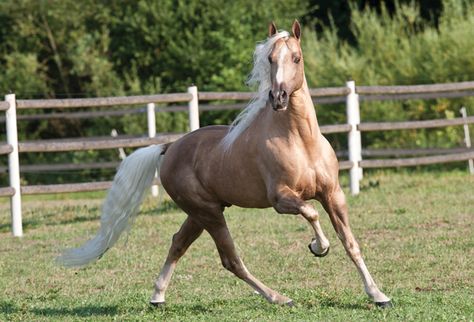 Breed Profile: Tennessee Walking Horse Palomino Tennessee Walking Horse, Tennessee Walker Horse, Horse Walking, Tennessee Walker, Unique Poses, Horse Breeder, Tennessee Walking Horse, Pony Breeds, Saddle Horse