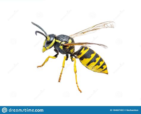 Photo about Yellow Jacket Wasp Insect Isolated on White Background. Image of black, wild, colony - 184667402 Jewel Wasp, Wasp Photography, Wasp Species, Wasp Insect, Yellow Jacket Wasp, Parasitic Wasp, Yellow Jacket, White Stock, Bugs And Insects