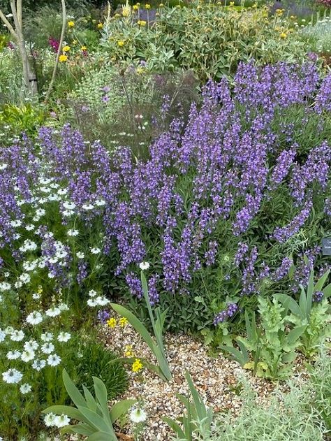 16 Best Types of Sage to Grow in Your Garden Different Types Of Sage, Types Of Sage, Growing Sage, Alpine Plants, Thriving Garden, Perennial Herbs, Light Blue Flowers, Garden Nursery, Low Maintenance Garden