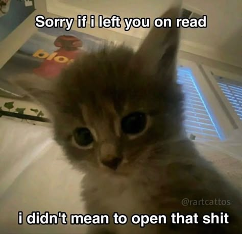 Reading Meme, Silly Cats Pictures, Cat Photography, Silly Animals, Cat Quotes, Cute Memes, Funny Cute Cats, Silly Cats, Quick Jokes