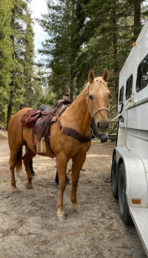 Palomino Western Horse, Palomino Barrel Horse, Horse Palomino, Horse Transport, Western Horse Riding, Ranch Horses, Aqha Horses, Ranch Horse, Beautiful Horses Photography