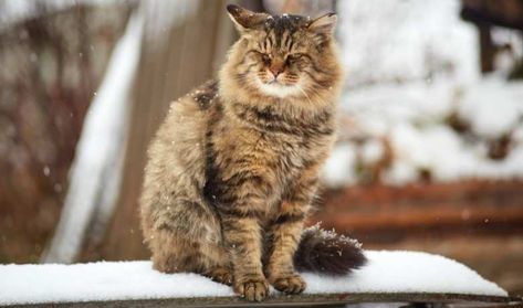 Siberian Cat Colors And Patterns - Complete Guide Golden Siberian Cat, Siberian Cat Colors, Species Of Cats, Siberian Forest Cat, Siberian Forest, Siberian Kittens, Large Cat Breeds, Domestic Cat Breeds, Siberian Cats