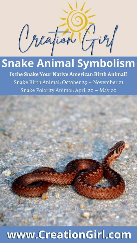 snake animal totem, snake animal symbolism, snake spirit animal, snake polarity animal, native american animal symbolism, snakes, meaning of snakes Snake Symbolism, Birth Animal, Native American Animals, Native American Totem, Animal Spirit, Animal Symbolism, October 23, Animal Totems, The Snake