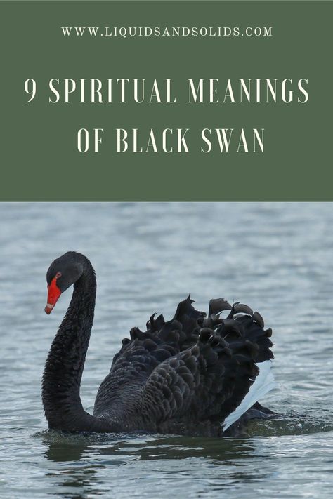 Black Swan Spiritual Meaning, Black Swan Meaning, Swan Meaning, Black Swans, The Black Swan, Grace Symbol, Son Of Zeus, Beautiful Swan, Animal Symbolism