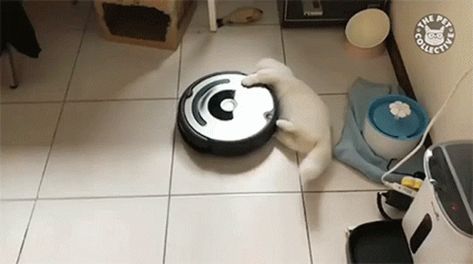 Robot Vaccum Cat GIF - RobotVaccum Cat Spin - Discover & Share GIFs Cat Cleaning, Funny And Cute, Robot Vacuum Cleaner, Funny Cat Videos, Robot Vacuum, Cats Meow, Crazy Cat Lady, Cat Gif, Cat Life