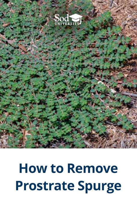 Get Rid Of Weeds In Lawn, Types Of Weeds In Lawn, Kill Weeds In Sidewalk Cracks, Lawn Weeds Identification, Baking Soda For Weeds, How To Get Rid Of Weeds, Creeping Weeds, How To Get Rid Of Weeds In Rocks, Lawn Hacks