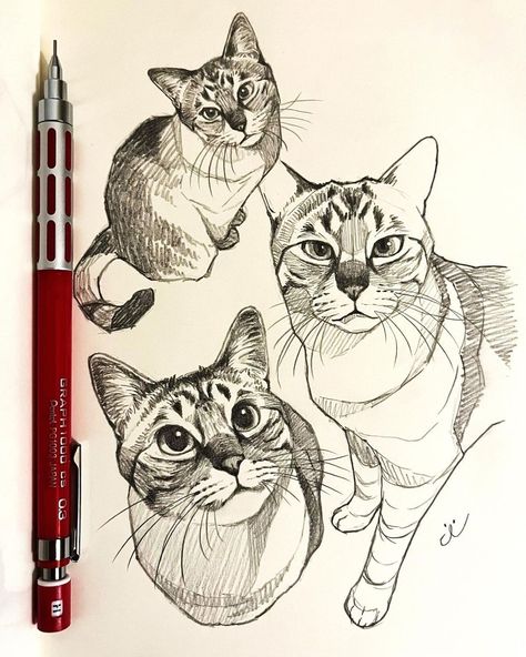 Cat Pen Sketch, Cat Face Sketch, Cat Sketching, Sketch Book Ideas Aesthetic, Sketch Cat, Sketch Book Ideas, Simple Cat Drawing, Cute Sketch, Cat Drawing Tutorial