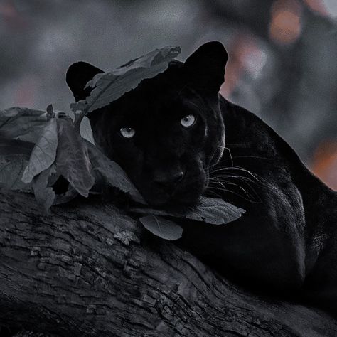 Black Panther Cat, Panther Cat, Black Cat Aesthetic, Black Jaguar, Types Of Animals, Cheetahs, Black And White Aesthetic, Cat Aesthetic, Cute Animal Photos