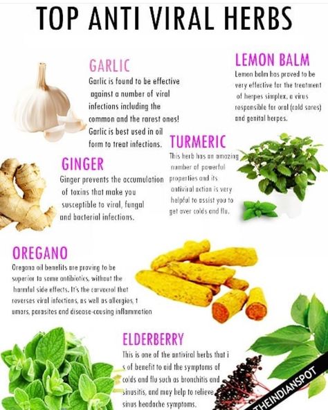 PlantCures- Natural Remedies on Instagram: “Which are your most used natural anti-viral herbs?  Follow @plantycures for Daily Natural Remedies and Tips! 🔔 Turn on our post…” Antiviral Foods, Antiviral Herbs, Herbs For Hair, Medical Herbs, Healthy Herbs, Natural Antibiotics, Herbal Healing, Herbs For Health, Naturopathy