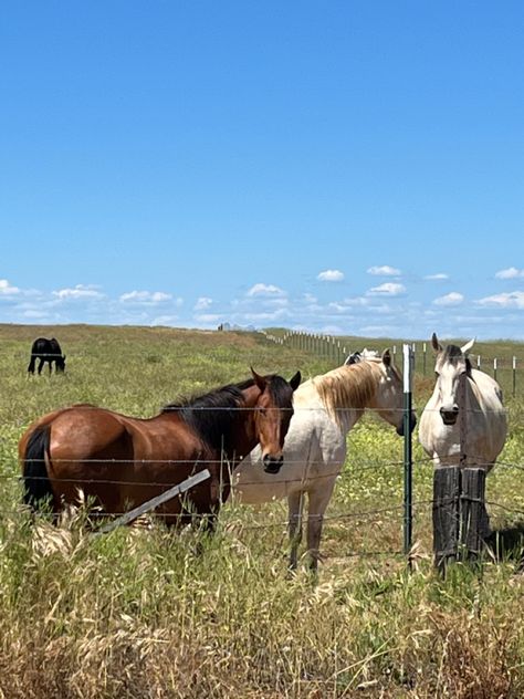 Horse In Pasture, Horses In Pasture, Homestead Inspiration, Horse Pasture, Ideal House, Two Horses, Equestrian Life, Hey There, Stables