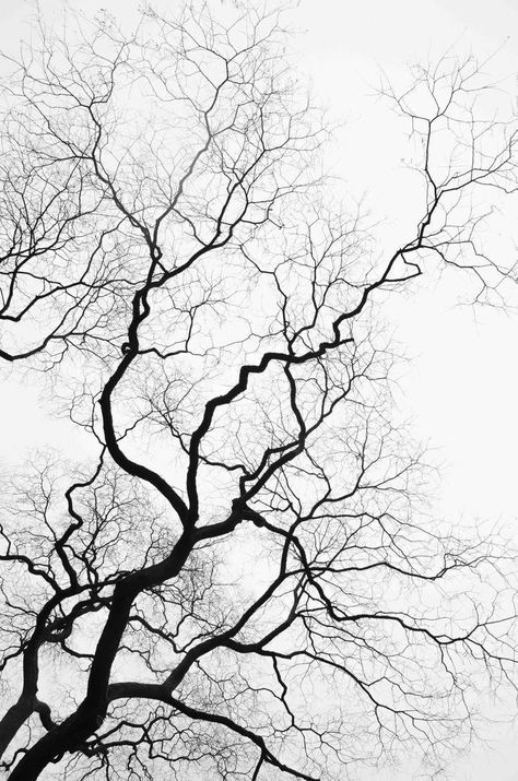 Gnarly Tree, Black White Nature, Tree Branch Tattoo, Side Neck Tattoo, Tree Tattoos, Branch Tattoo, Branch Art, White Nature, Tree Images