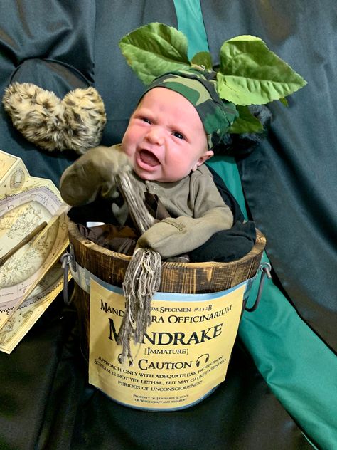 Mandrake Baby Costume, Diy Mandrake, First Halloween Costumes, Newborn Halloween Costumes, Newborn Halloween, Baby First Halloween, Baby Costume, Halloween 3, Harry Potter Costume