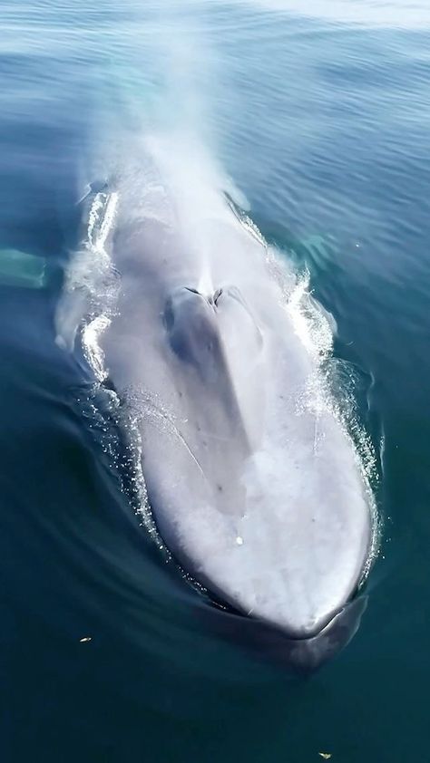 globefever on Instagram: The biggest animal on Earth via @adam_ernster. 🐋 Blue Whales can hold their breath for about 90 minutes, reaching a maximum length of 100… Big Momma, Beautiful Sea Creatures, Water Animals, Big Animals, Ocean Fishing, Loving Life, Majestic Animals, Marine Mammals, Blue Whale