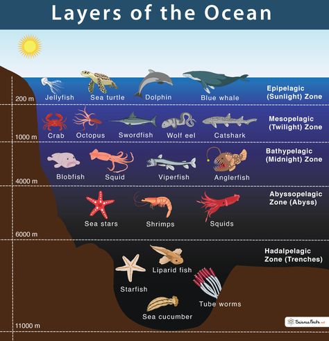 Layers of the Ocean: Facts and Diagram Ocean Layers, Oceanography Marine Biology, Layers Of The Ocean, Ocean Zones, Ocean Habitat, Ocean Projects, Ocean Unit, Ocean Science, Oceanography