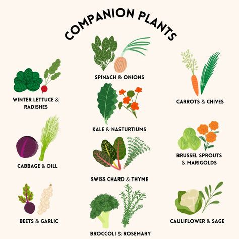 Fall Companion Planting, Shade Vegetable Garden, Palette Herb Garden, Cucumber Companion Plants, Planting Veggies, Herb Companion Planting, Fall Vegetable Garden, Garden Core, Growing Radishes